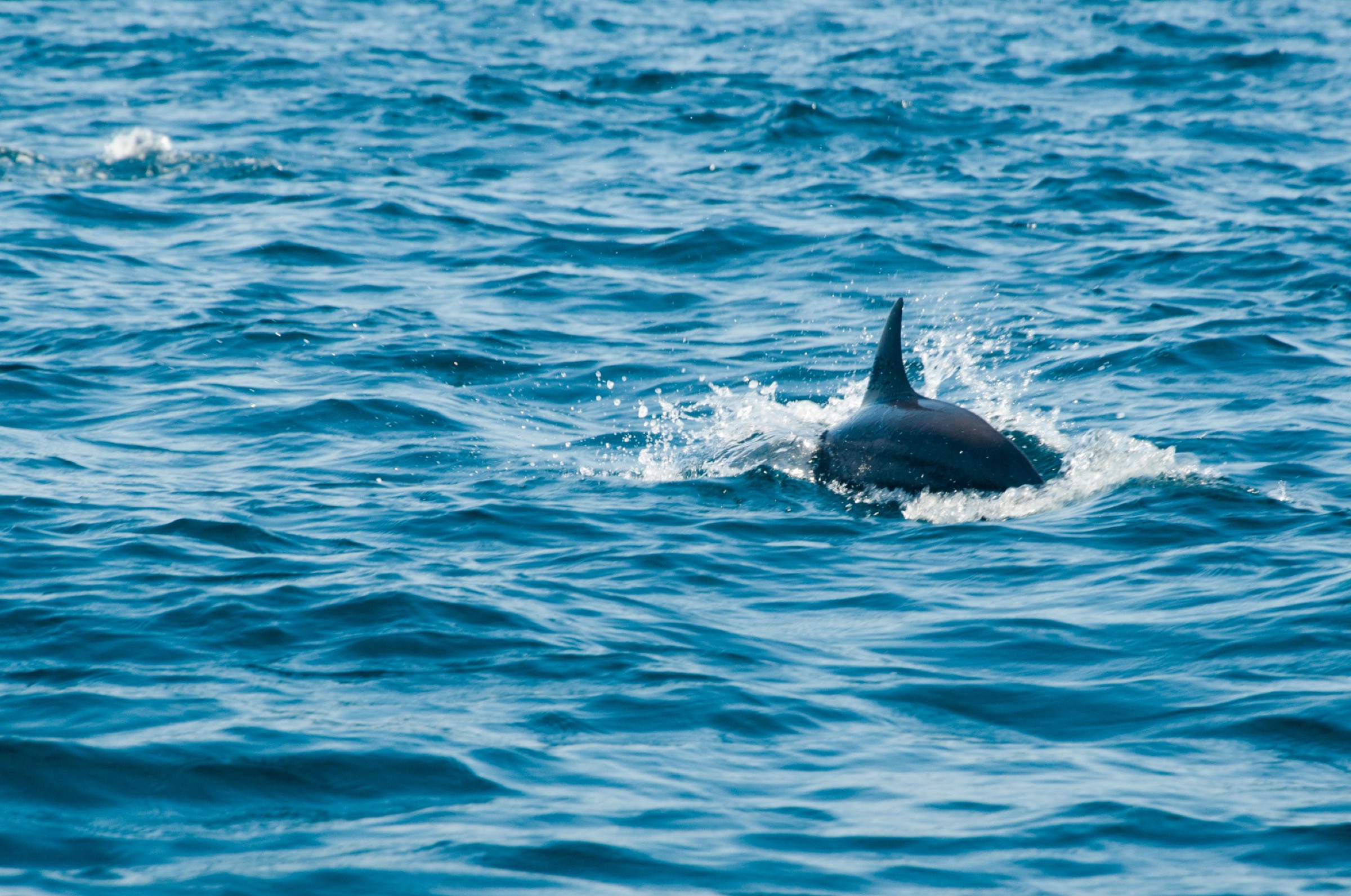 A dolphin fin breaking the surface of bright blue ocean water.