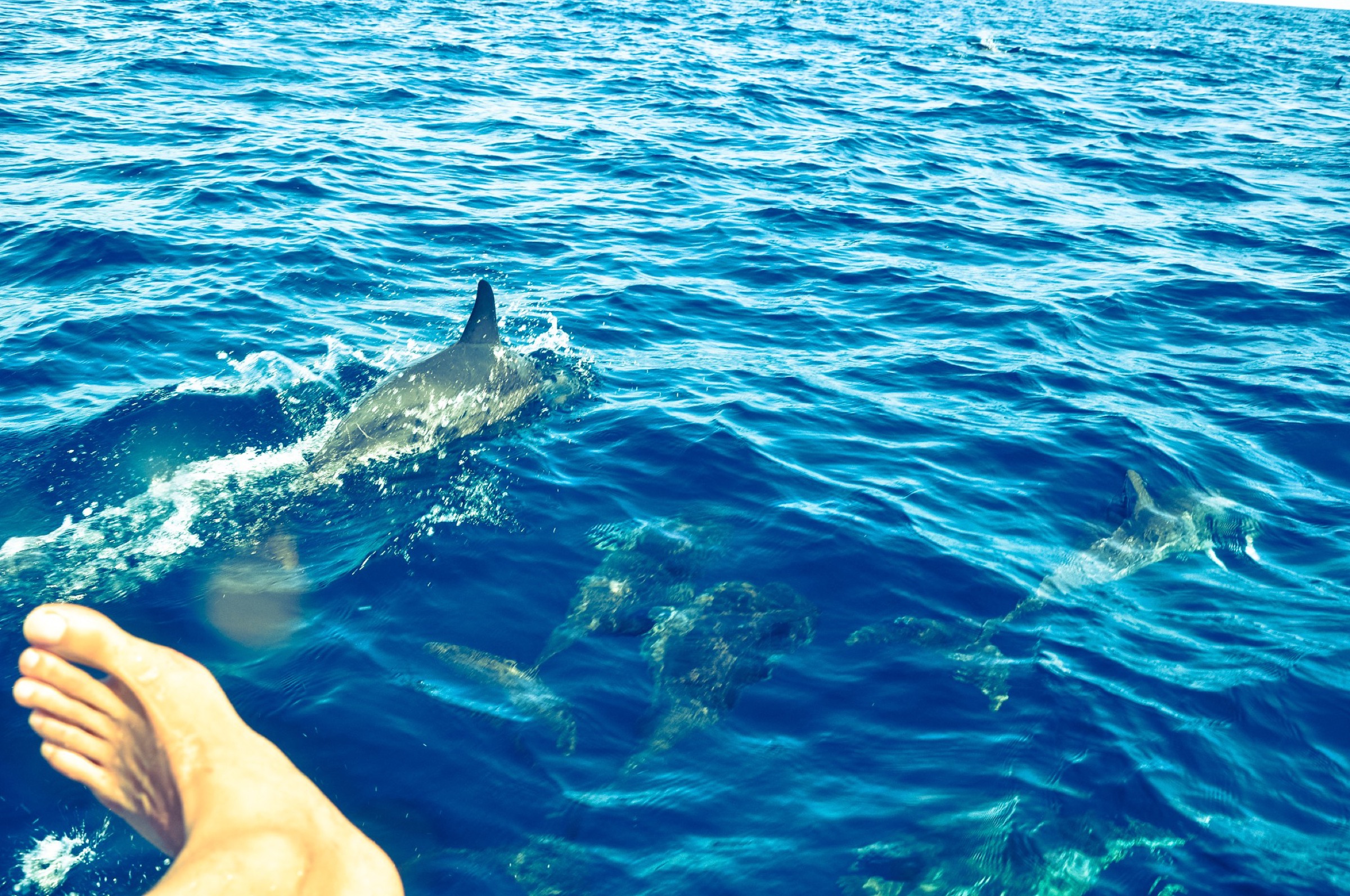 Dolphins visible just below and above vivid blue water beside a boat.