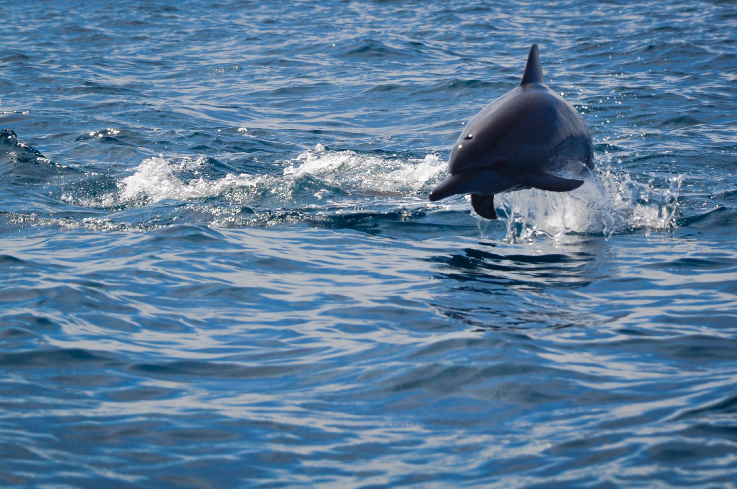 A dolphin leaping from the ocean with splashing water behind it.