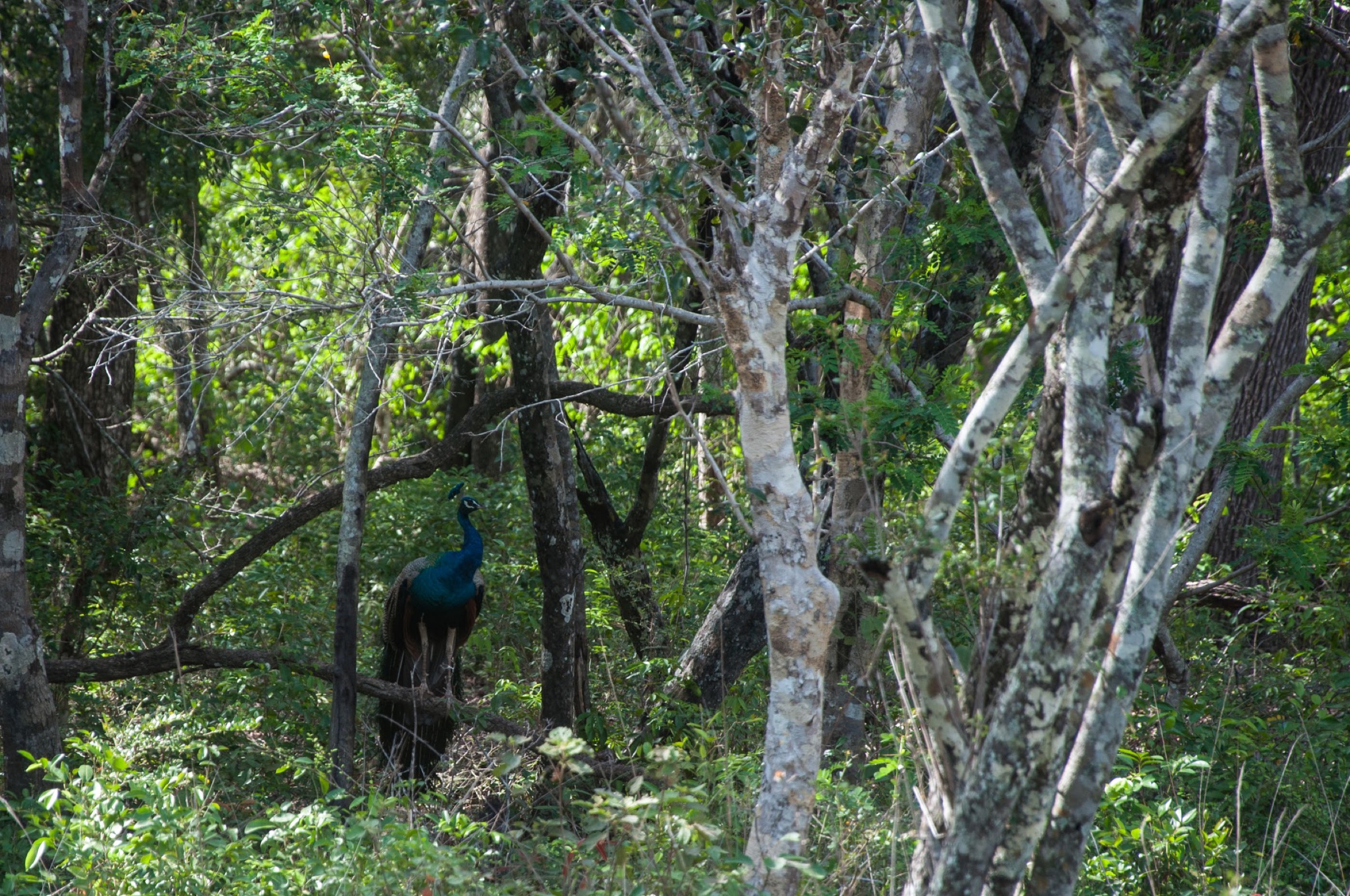 A peacock standing among dense trees and brush.