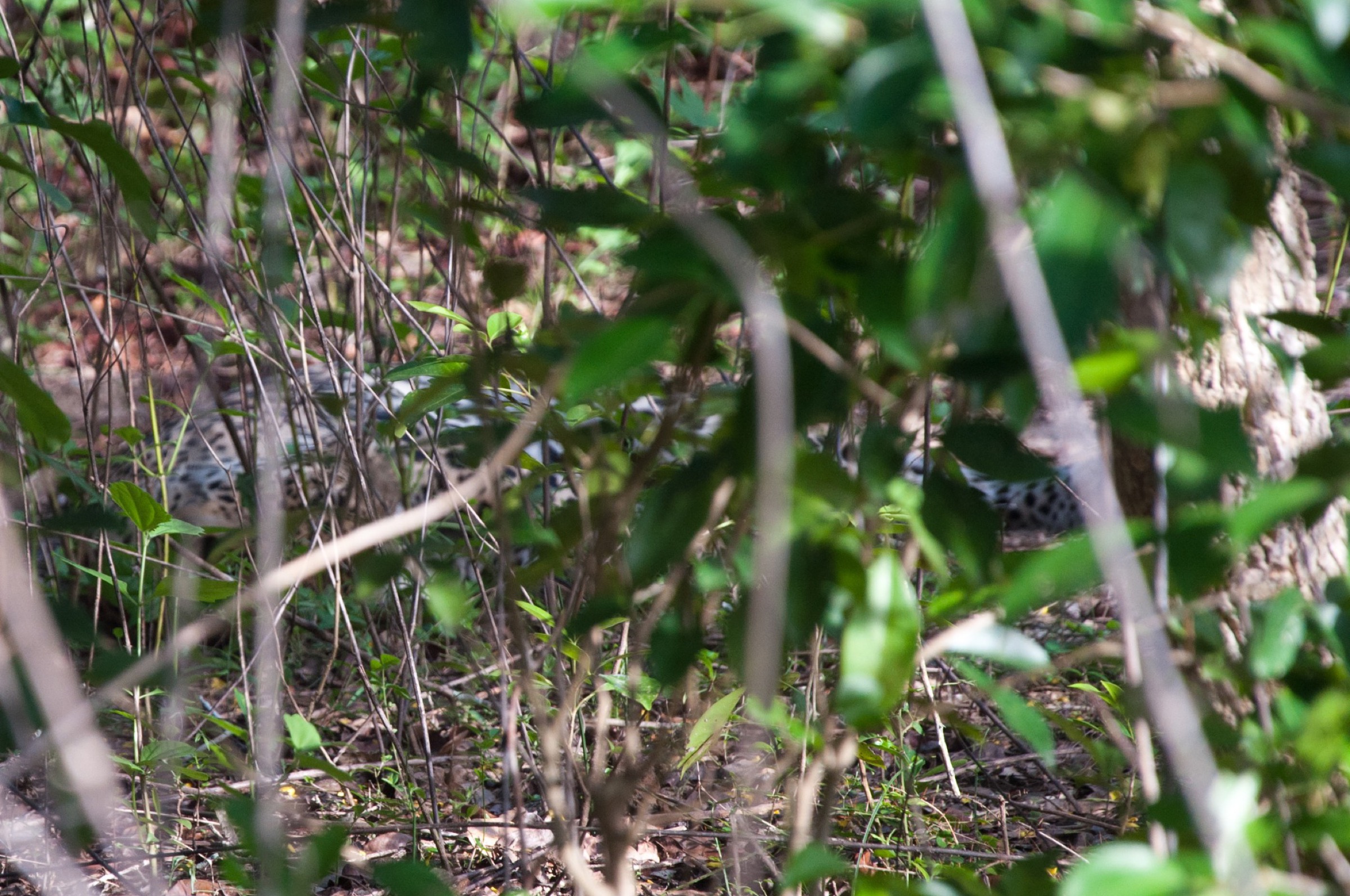 A spotted animal partly hidden behind green forest branches.